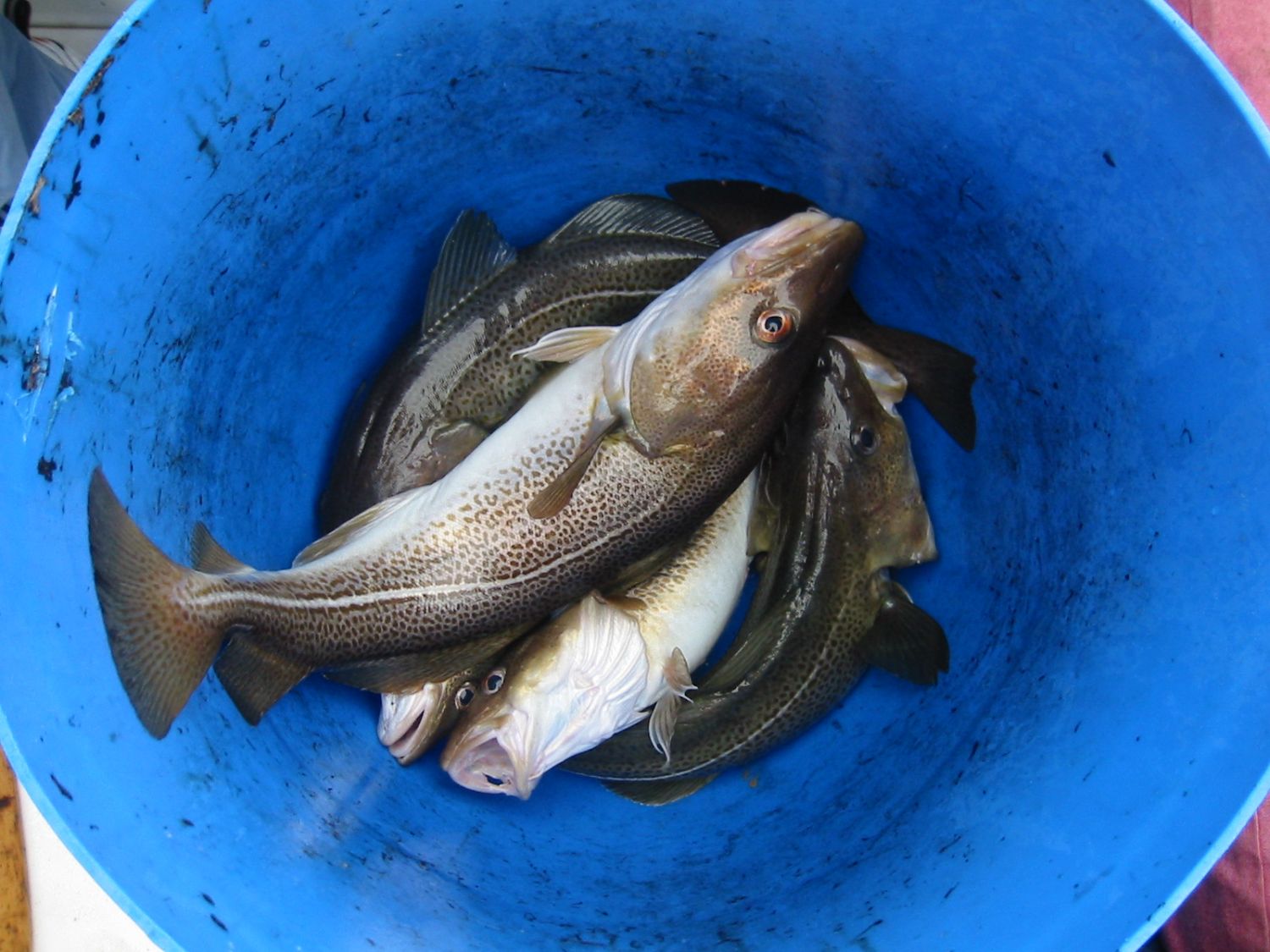Baltic cod loses sustainable certification - MarinePoland.com Baltic cod loses sustainable certification - MarinePoland.com